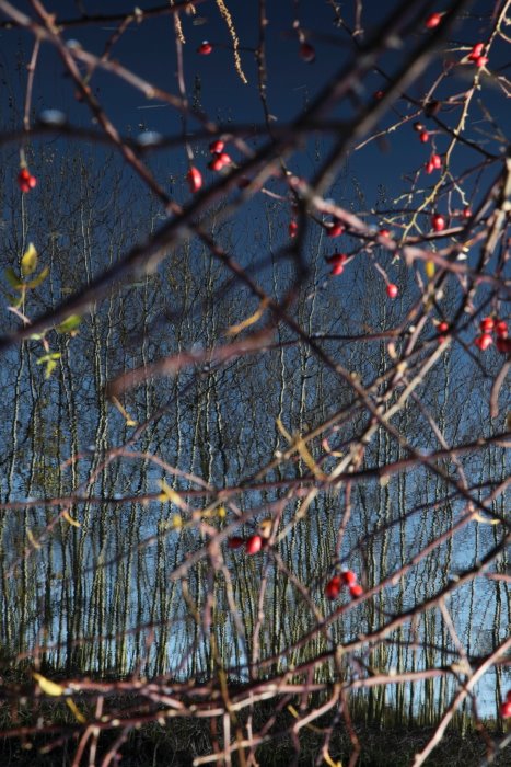 Kopfstand irgendwo bei Meckenheim