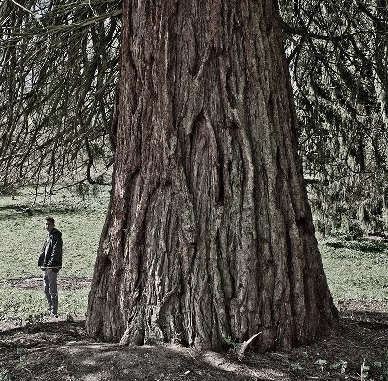 Mammutbaum in Dolhain/Limburg