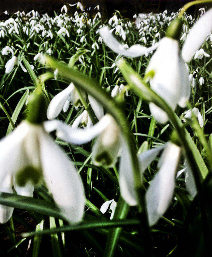 Schneeglocken