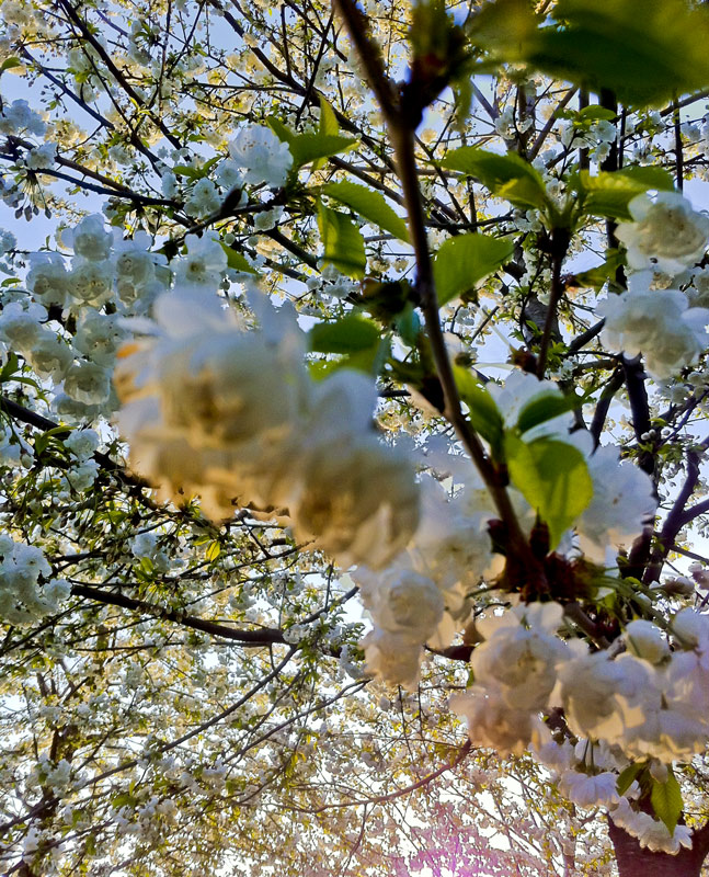 Farben des Frühlings