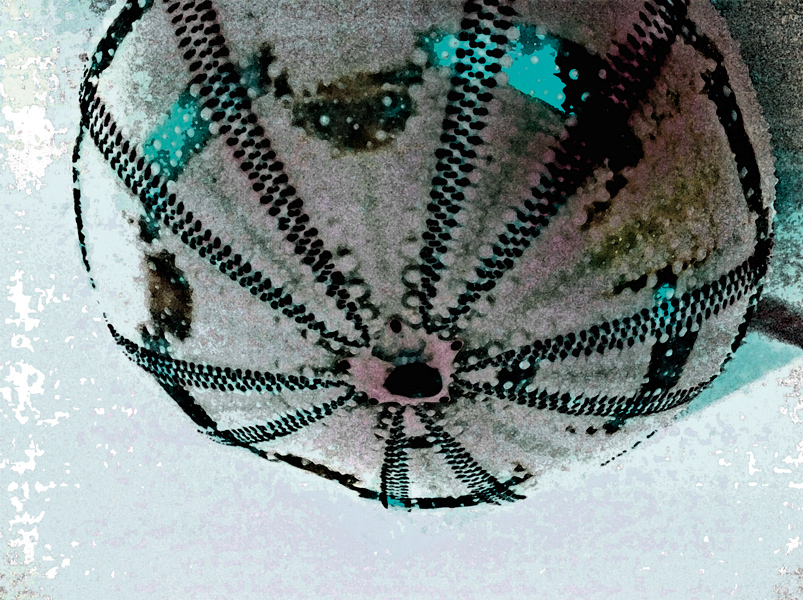 Seeigel