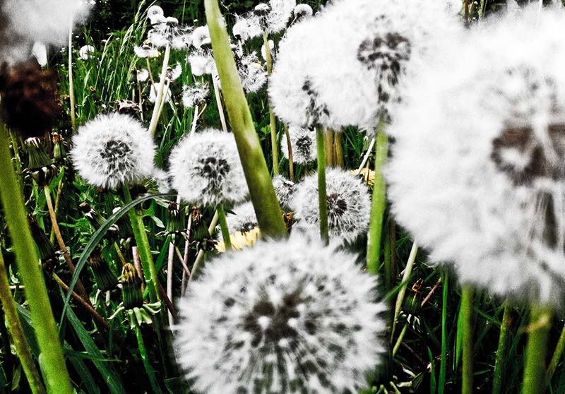 Taraxacum