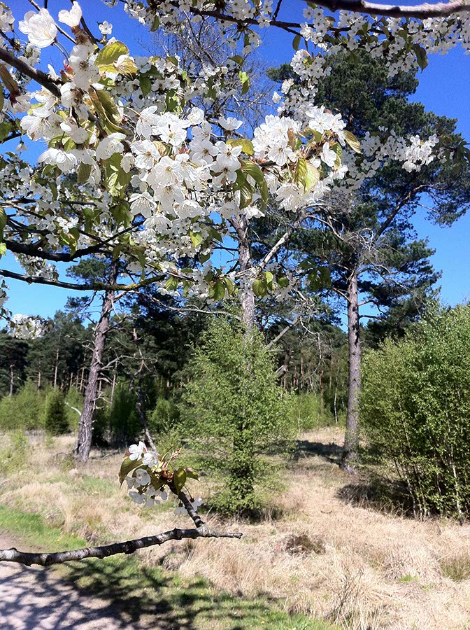Kirschblüte 2016