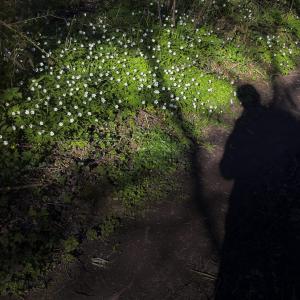 Wir sehen Schatten ...