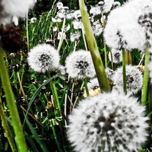 Taraxacum