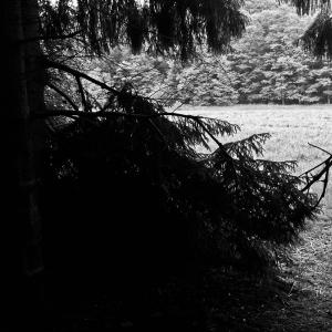 Waldwiese am Beverbach